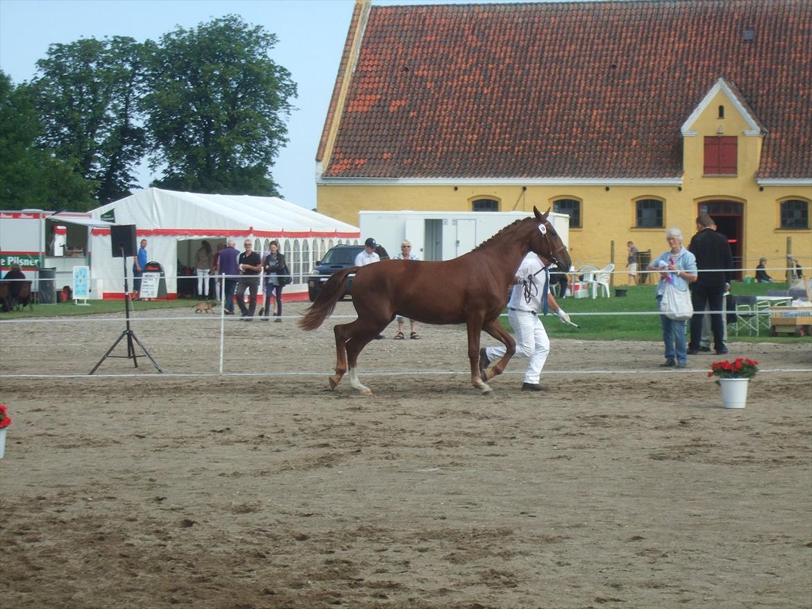 Brahetrolleborg hesteskue 2011 - 8: Skovgaards Nobél, 2 år, frederiksborg hoppe billede 68