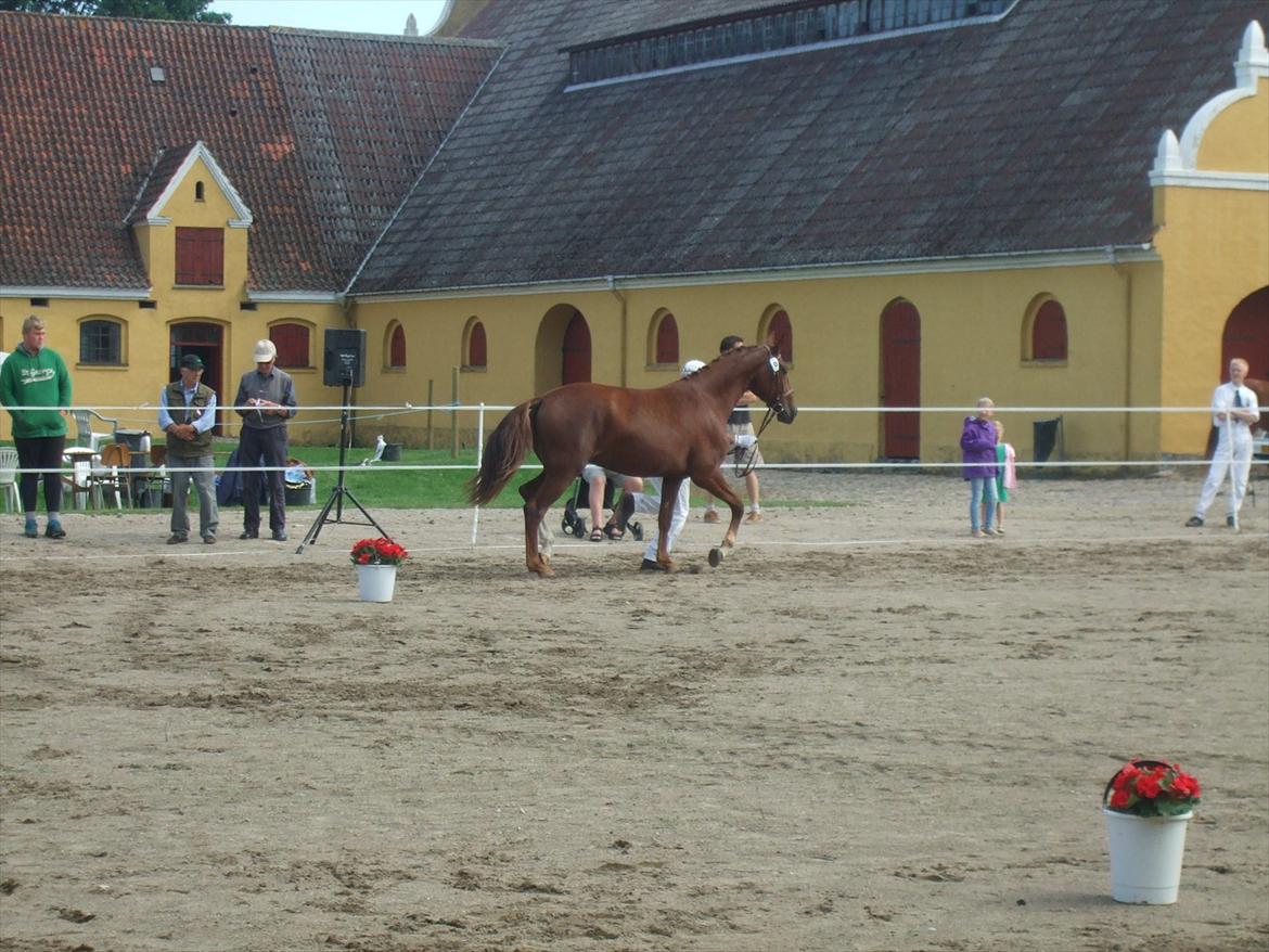 Brahetrolleborg hesteskue 2011 - 8: Skovgaards Nobél, 2 år, frederiksborg hoppe billede 69