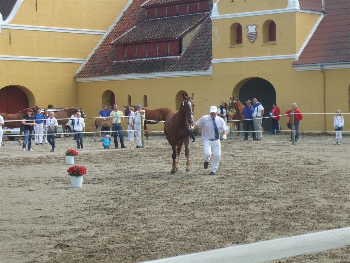 Brahetrolleborg hesteskue 2011 - 8: Skovgaards Nobél, 2 år, frederiksborg hoppe billede 70