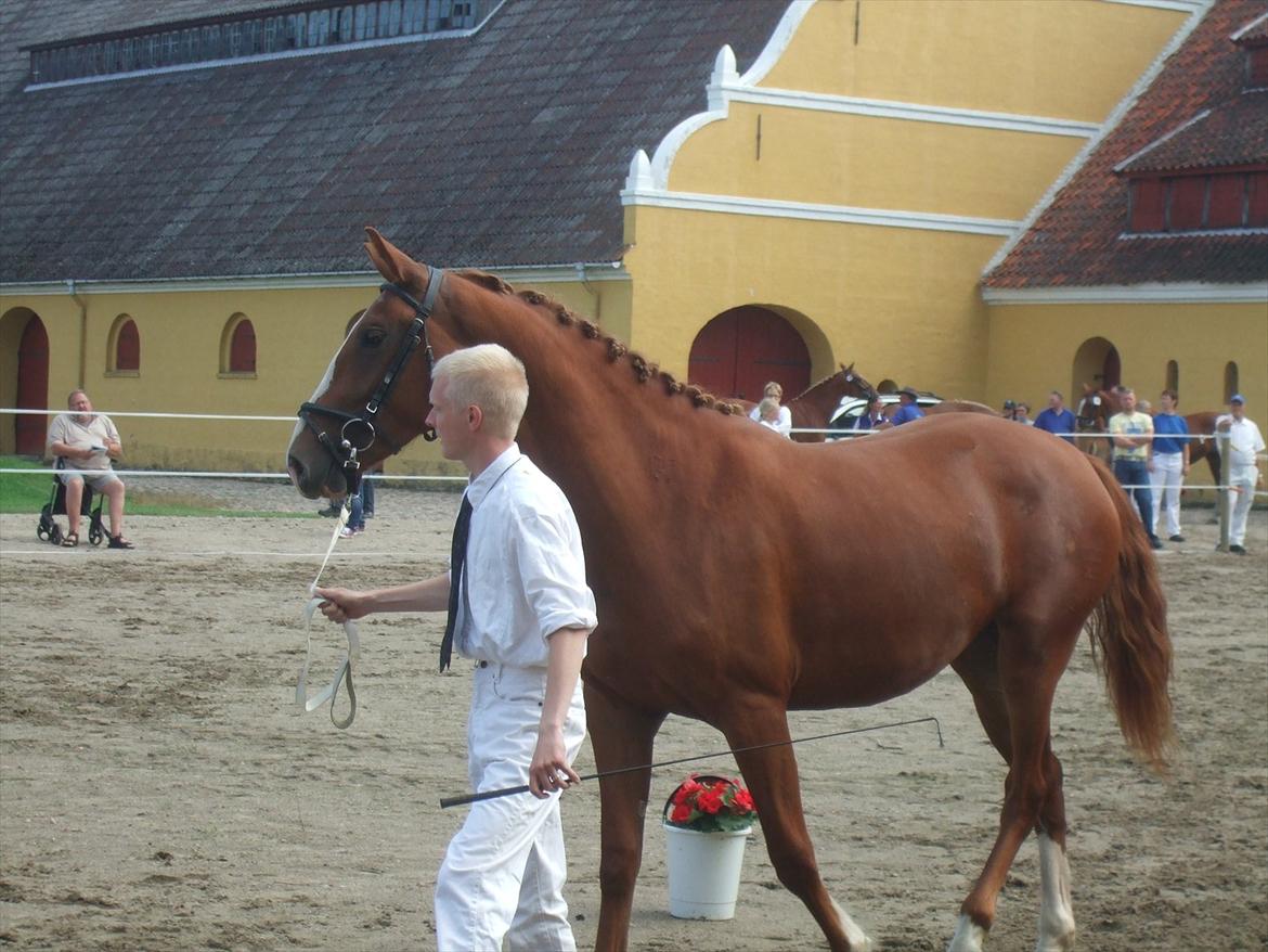 Brahetrolleborg hesteskue 2011 - 7: Celia Hegnsbo, 2 år, frederiksborg hoppe billede 71