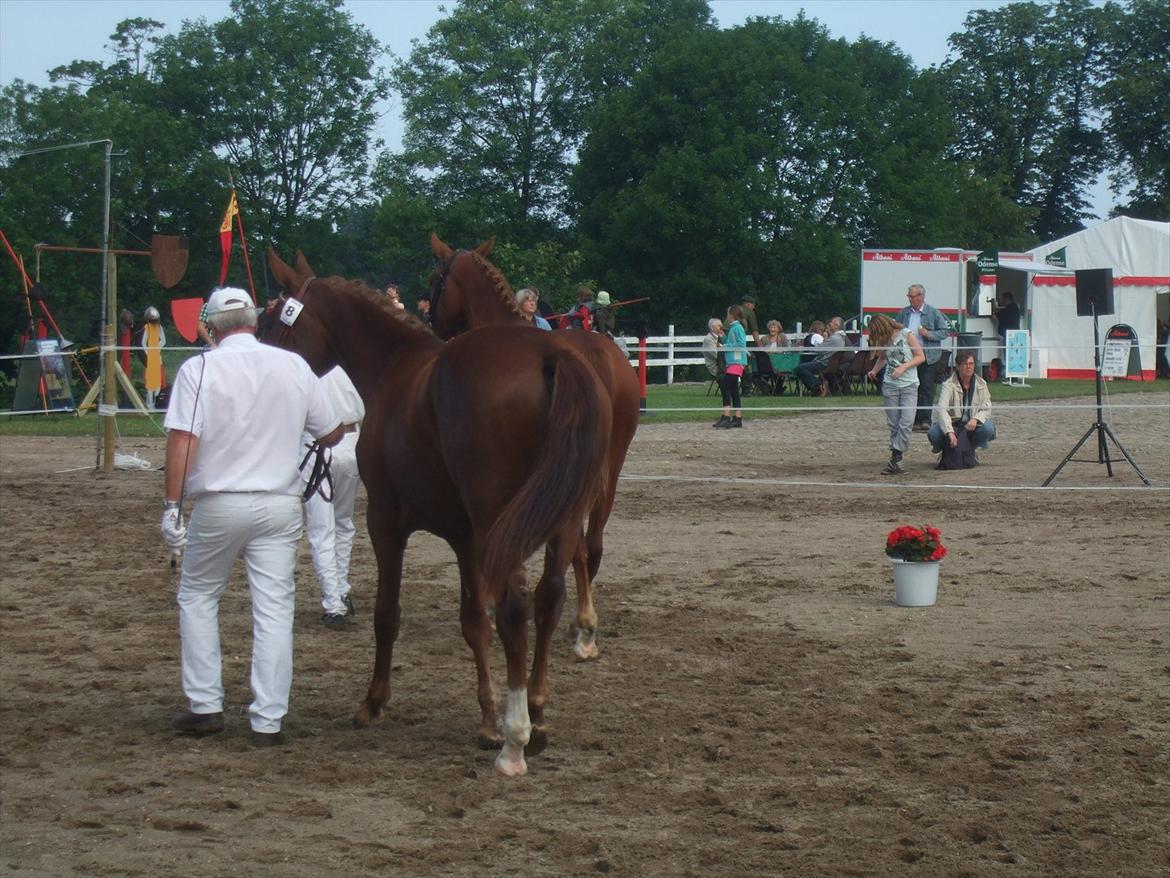 Brahetrolleborg hesteskue 2011 - 2 års hopper billede 72