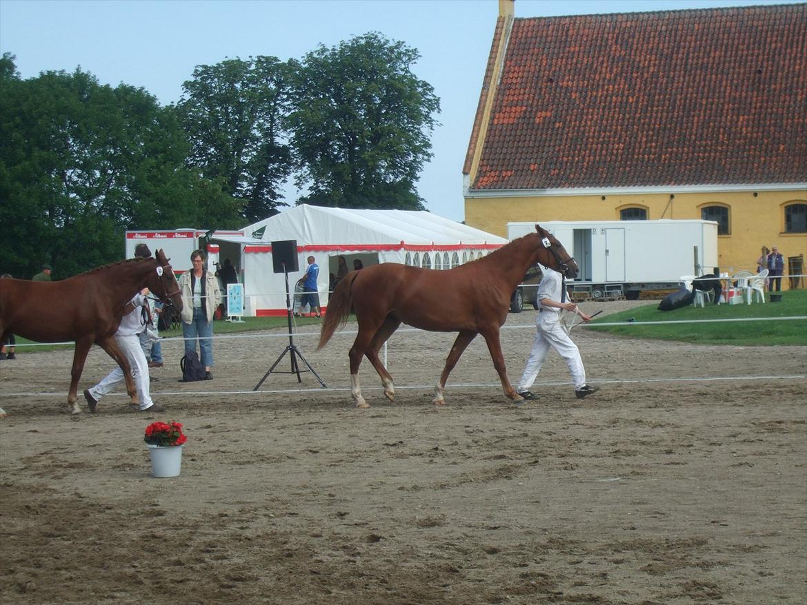 Brahetrolleborg hesteskue 2011 - 2 års hopper billede 73