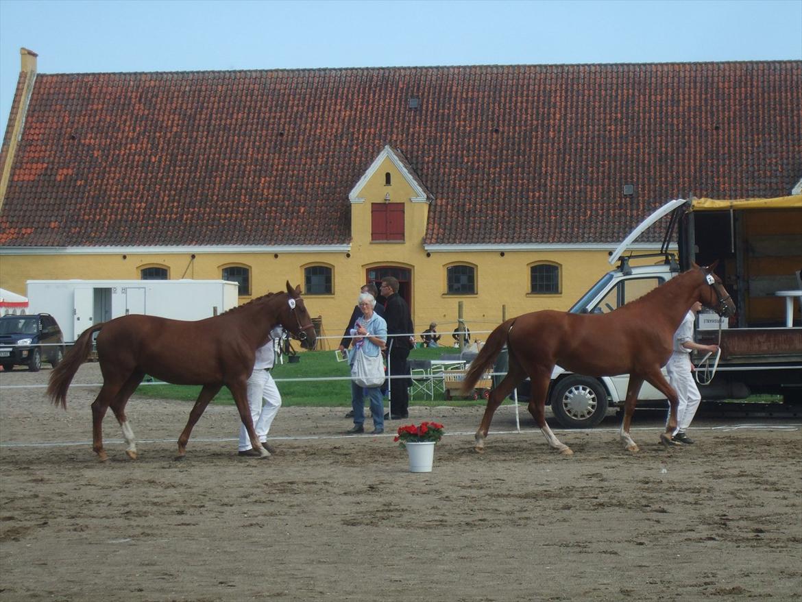 Brahetrolleborg hesteskue 2011 - 2 års hopper billede 74