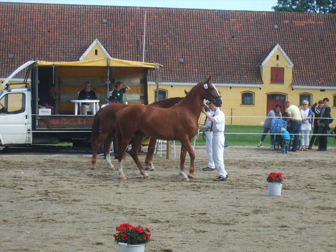 Brahetrolleborg hesteskue 2011 - 2 års hopper billede 75