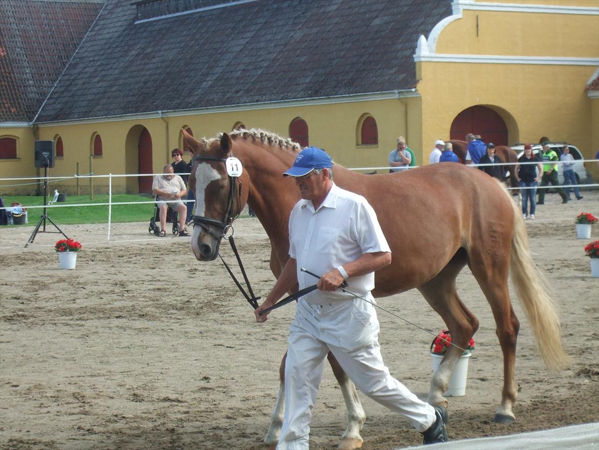 Brahetrolleborg hesteskue 2011 - 11: Skovvanggårdens Bonnie, 3 år, frederiksborg hoppe billede 76