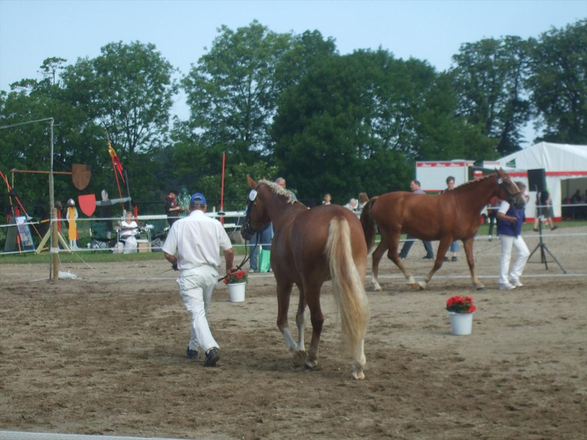 Brahetrolleborg hesteskue 2011 - 3 års hopper billede 77