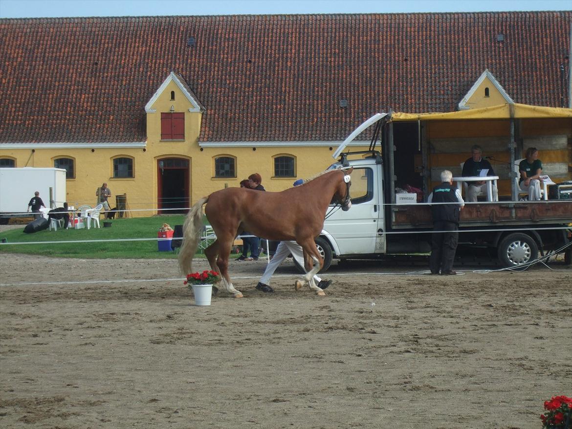 Brahetrolleborg hesteskue 2011 - 11: Skovvanggårdens Bonnie, 3 år, frederiksborg hoppe  billede 78