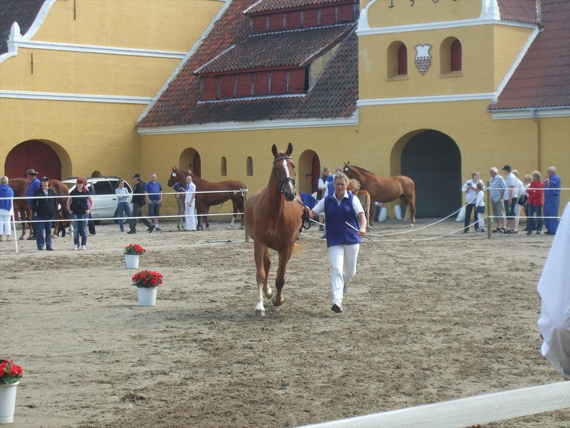Brahetrolleborg hesteskue 2011 - 10: Maybeeline Hegnsbo, 3 år, frederiksborg hoppe billede 79