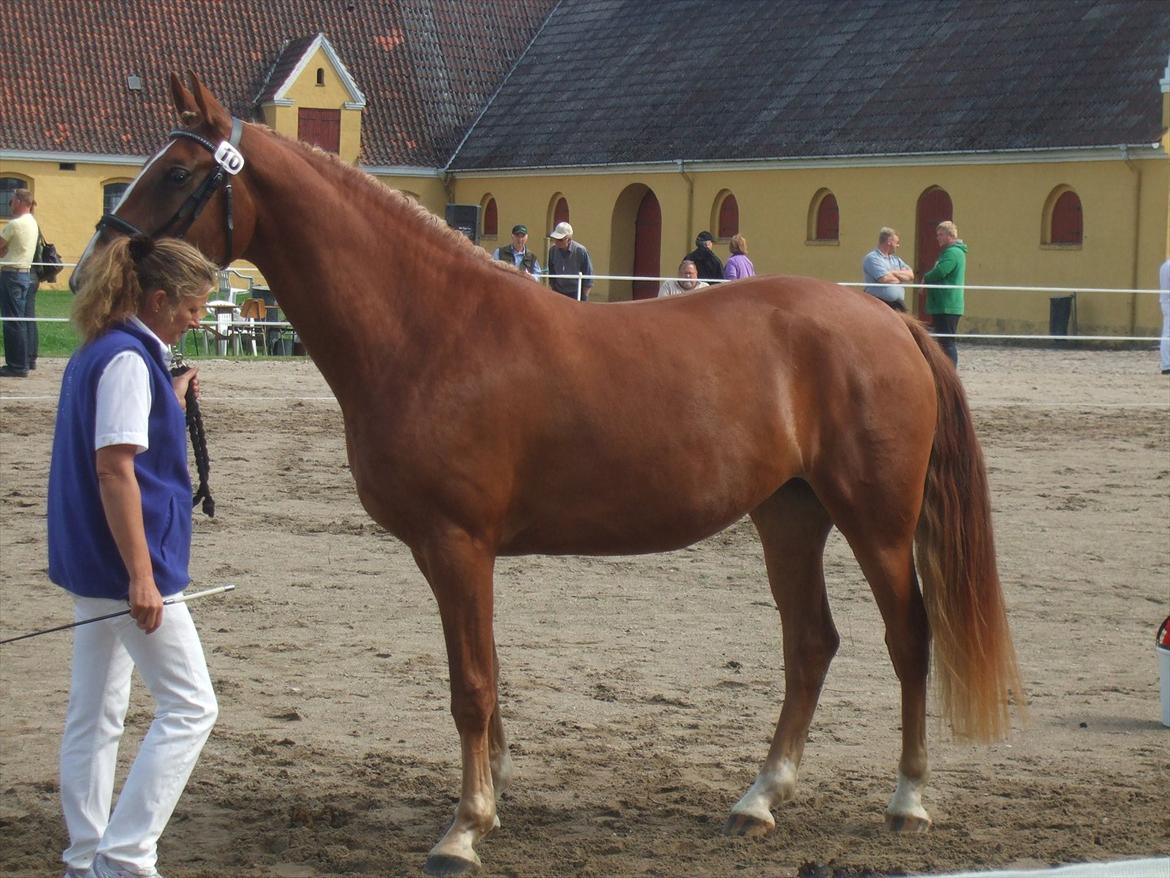 Brahetrolleborg hesteskue 2011 - 10: Maybeeline Hegnsbo, 3 år, frederiksborg hoppe billede 80