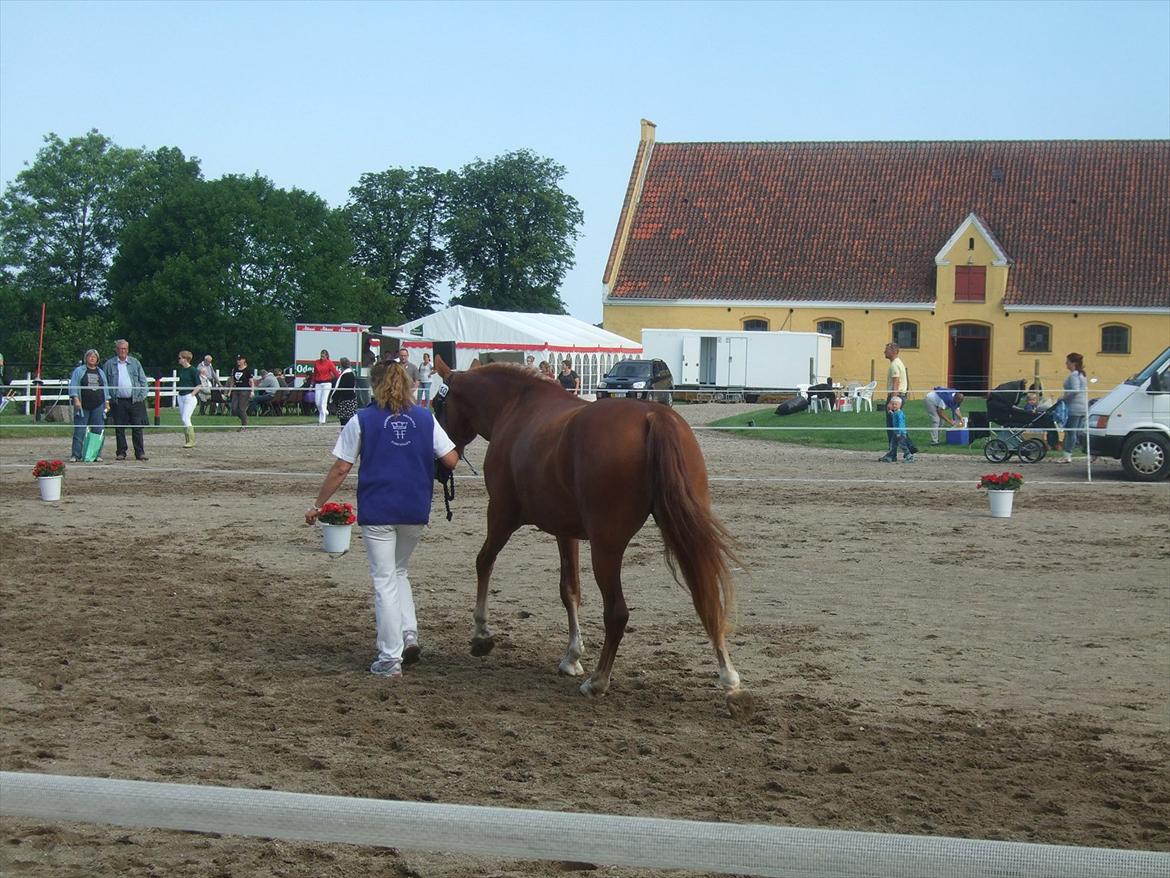 Brahetrolleborg hesteskue 2011 - 10: Maybeeline Hegnsbo, 3 år, frederiksborg hoppe billede 81