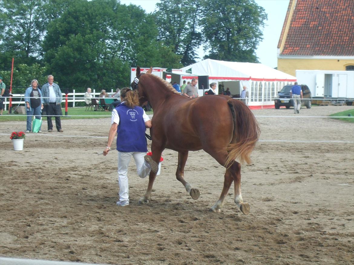 Brahetrolleborg hesteskue 2011 - 10: Maybeeline Hegnsbo, 3 år, frederiksborg hoppe billede 82