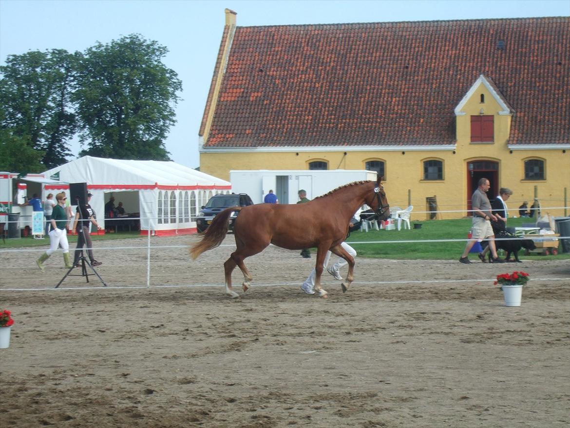Brahetrolleborg hesteskue 2011 - 10: Maybeeline Hegnsbo, 3 år, frederiksborg hoppe billede 83