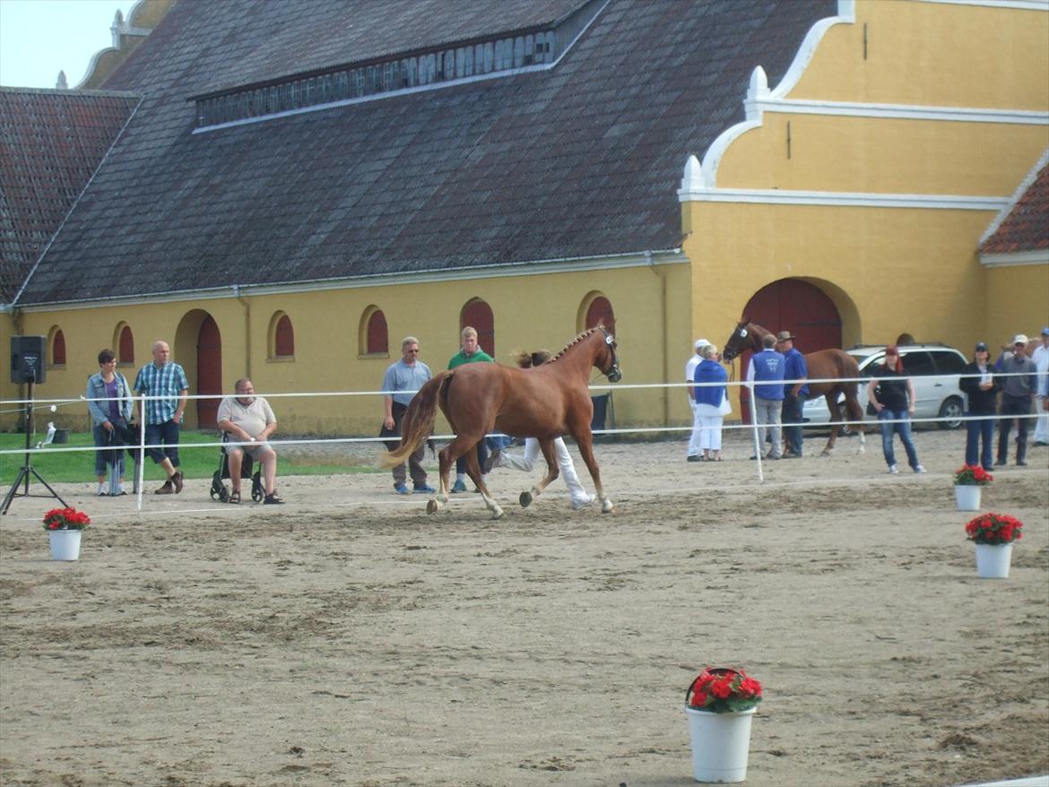 Brahetrolleborg hesteskue 2011 - 10: Maybeeline Hegnsbo, 3 år, frederiksborg hoppe billede 84