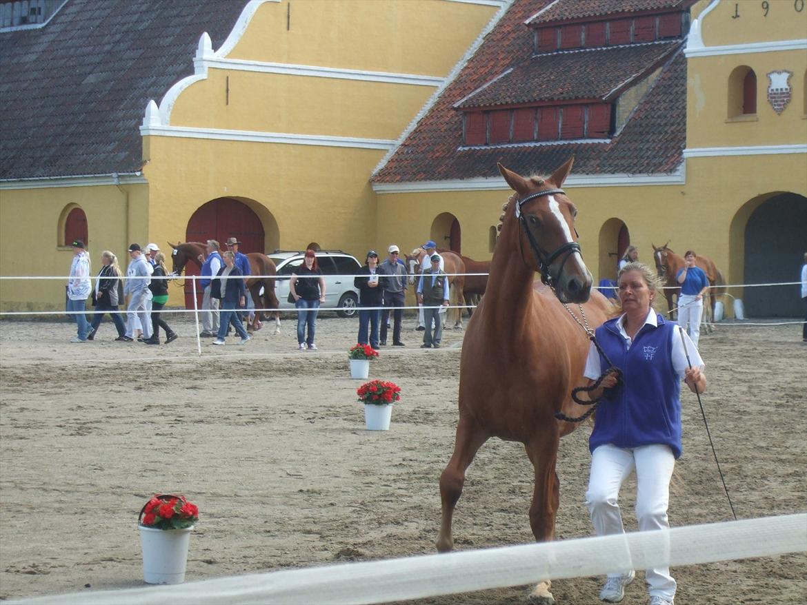 Brahetrolleborg hesteskue 2011 - 10: Maybeeline Hegnsbo, 3 år, frederiksborg hoppe billede 85