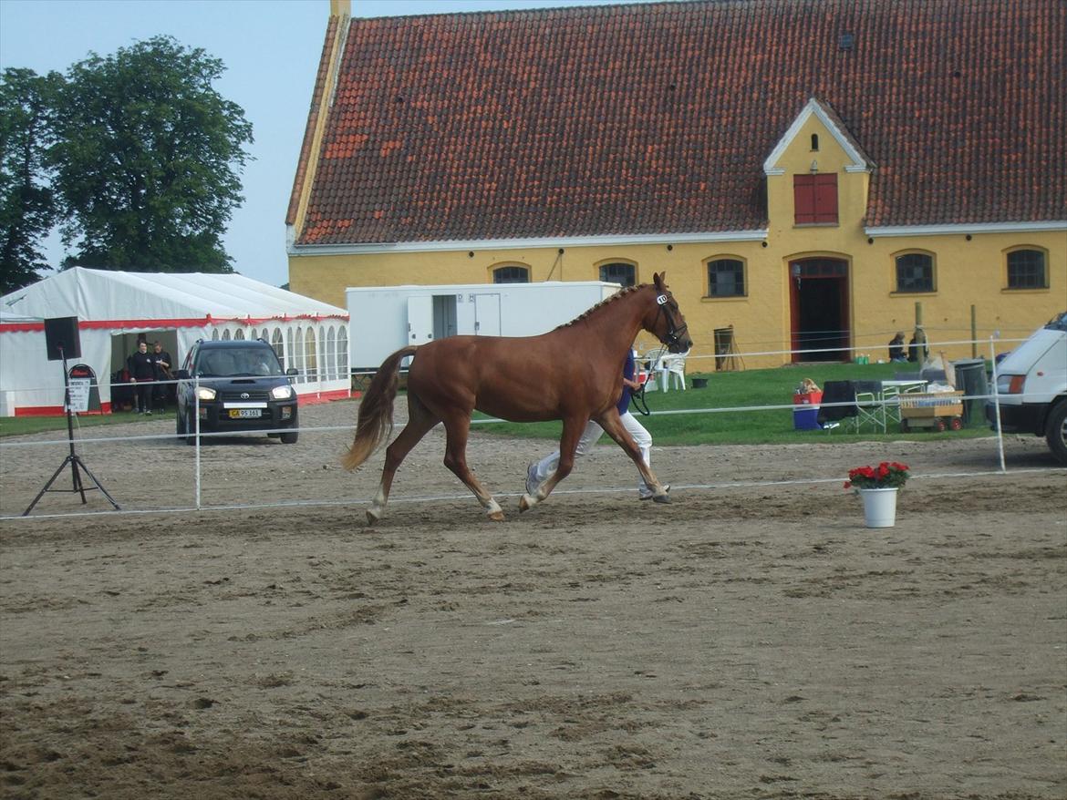 Brahetrolleborg hesteskue 2011 - 10: Maybeeline Hegnsbo, 3 år, frederiksborg hoppe billede 86