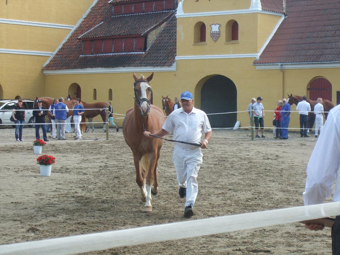 Brahetrolleborg hesteskue 2011 - 11: Skovvanggårdens Bonnie, 3 år, frederiksborg hoppe billede 87