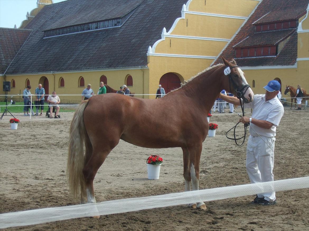 Brahetrolleborg hesteskue 2011 - 11: Skovvanggårdens Bonnie, 3 år, frederiksborg hoppe billede 88