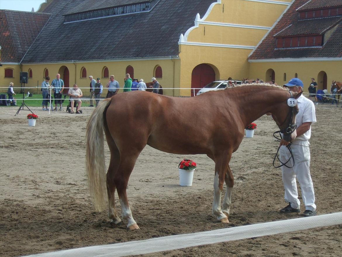 Brahetrolleborg hesteskue 2011 - 11: Skovvanggårdens Bonnie, 3 år, frederiksborg hoppe billede 89