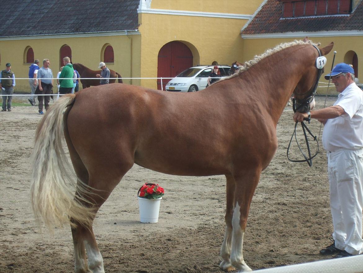 Brahetrolleborg hesteskue 2011 - 11: Skovvanggårdens Bonnie, 3 år, frederiksborg hoppe billede 90