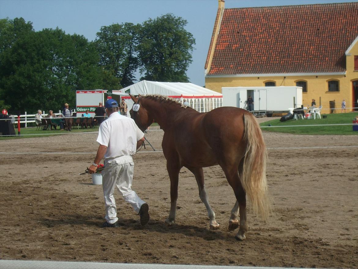 Brahetrolleborg hesteskue 2011 - 11: Skovvanggårdens Bonnie, 3 år, frederiksborg hoppe billede 91