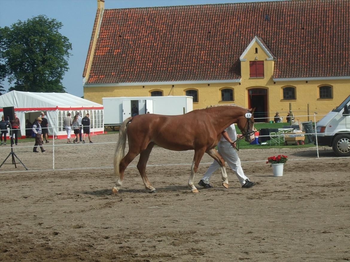 Brahetrolleborg hesteskue 2011 - 11: Skovvanggårdens Bonnie, 3 år, frederiksborg hoppe billede 92