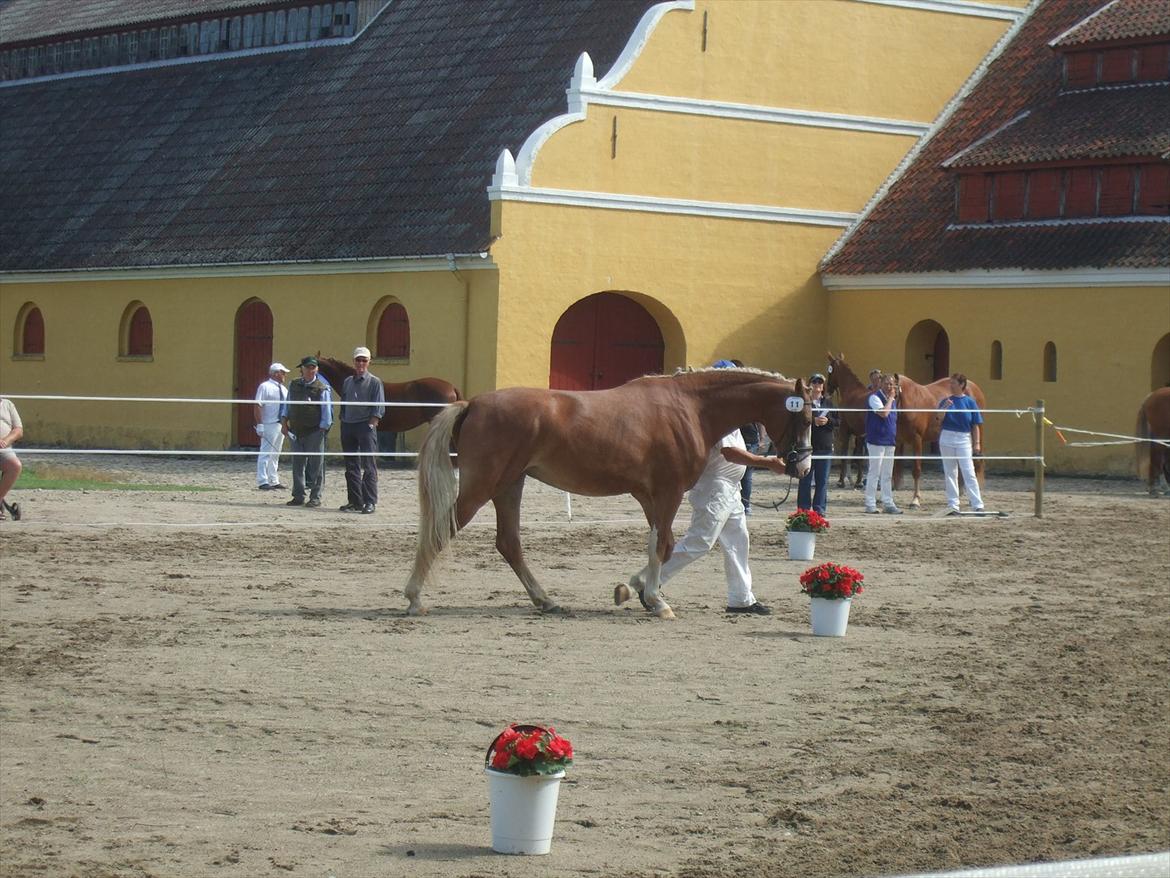 Brahetrolleborg hesteskue 2011 - 11: Skovvanggårdens Bonnie, 3 år, frederiksborg hoppe billede 93