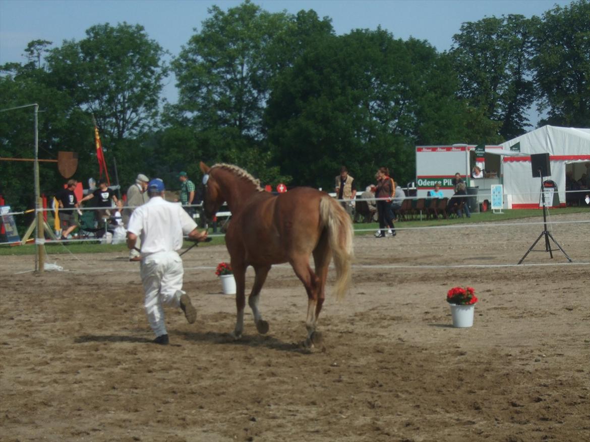 Brahetrolleborg hesteskue 2011 - 11: Skovvanggårdens Bonnie, 3 år, frederiksborg hoppe billede 94