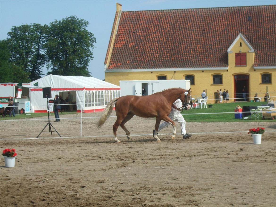 Brahetrolleborg hesteskue 2011 - 11: Skovvanggårdens Bonnie, 3 år, frederiksborg hoppe billede 95