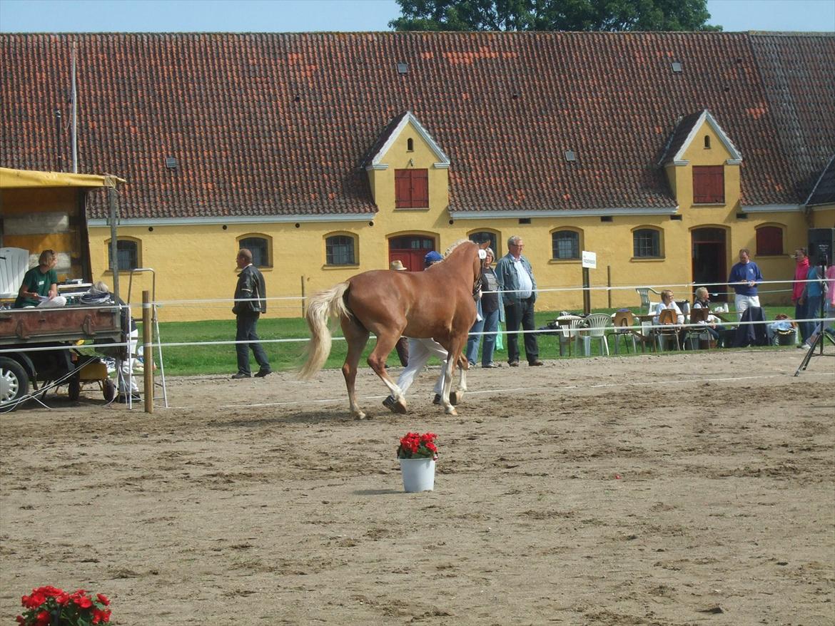 Brahetrolleborg hesteskue 2011 - 11: Skovvanggårdens Bonnie, 3 år, frederiksborg hoppe billede 96