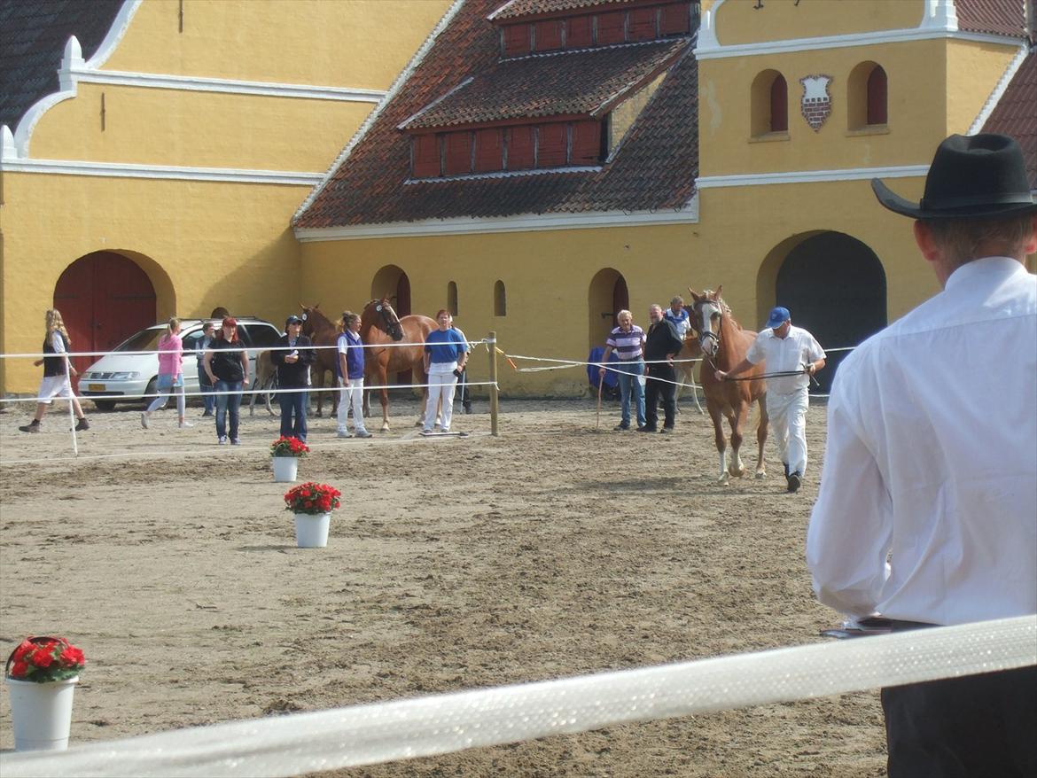 Brahetrolleborg hesteskue 2011 - 11: Skovvanggårdens Bonnie, 3 år, frederiksborg hoppe billede 97