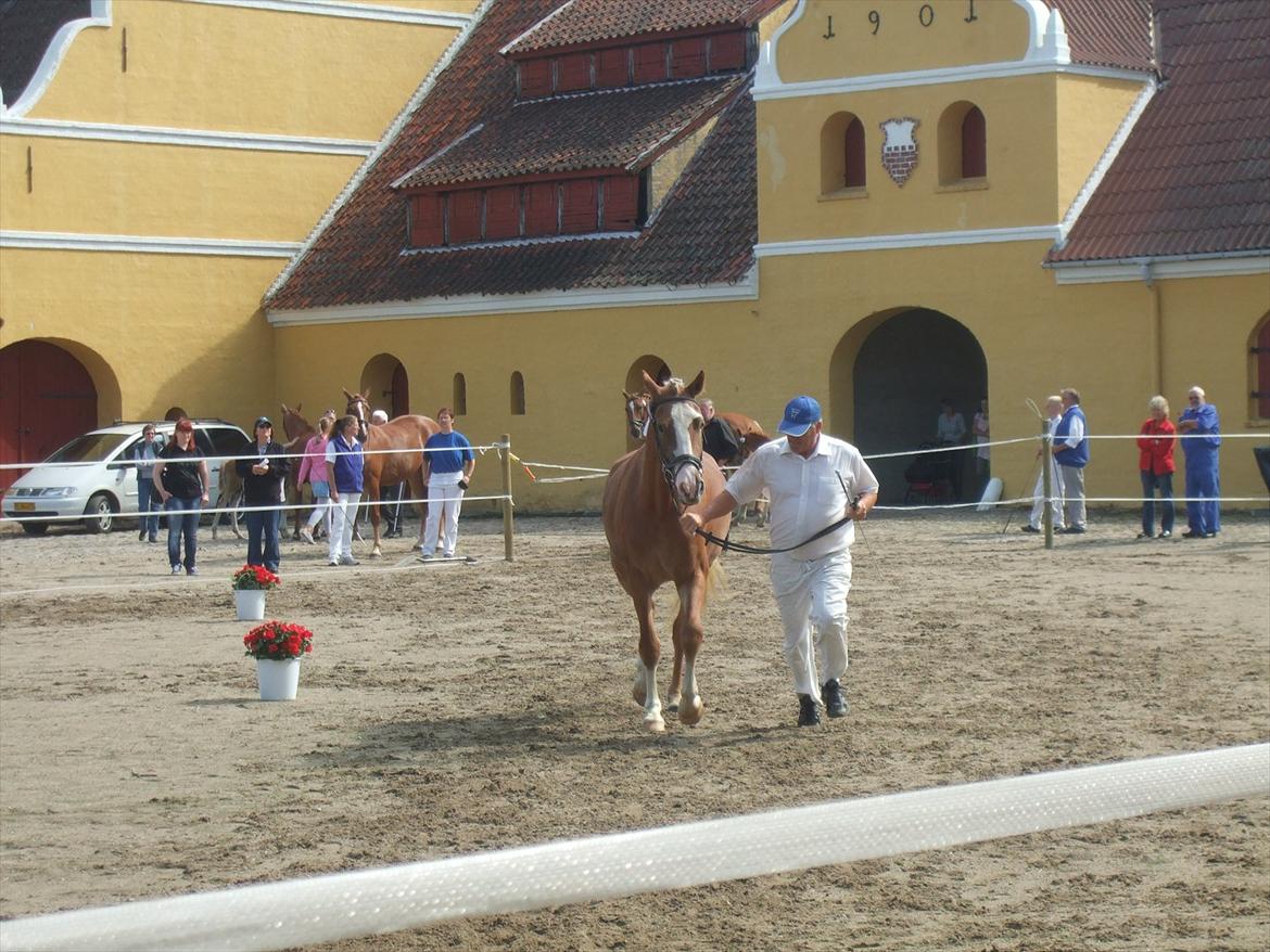 Brahetrolleborg hesteskue 2011 - 11: Skovvanggårdens Bonnie, 3 år, frederiksborg hoppe billede 98