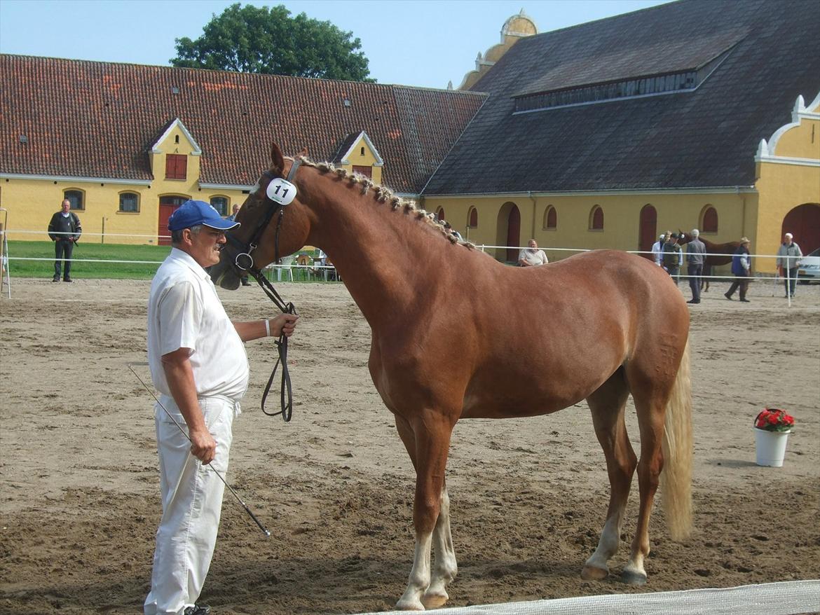 Brahetrolleborg hesteskue 2011 - 11: Skovvanggårdens Bonnie, 3 år, frederiksborg hoppe billede 99