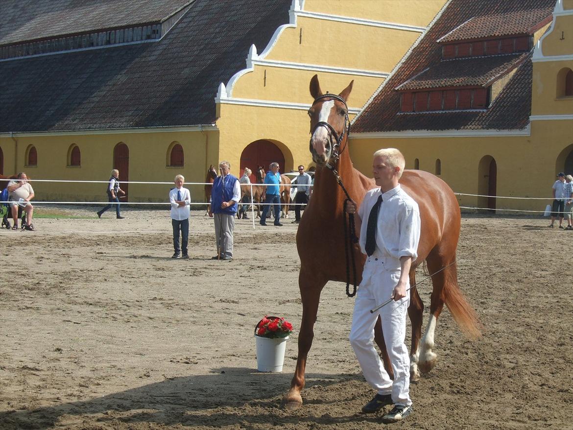 Brahetrolleborg hesteskue 2011 - 12: Martinie Hegnsbo, 14 år, frederiksborg hoppe billede 100