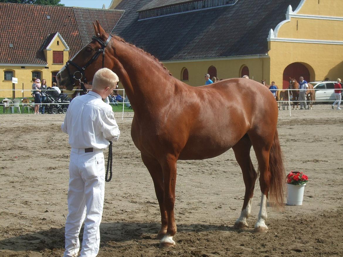 Brahetrolleborg hesteskue 2011 - 12: Martinie Hegnsbo, 14 år, frederiksborg hoppe billede 101