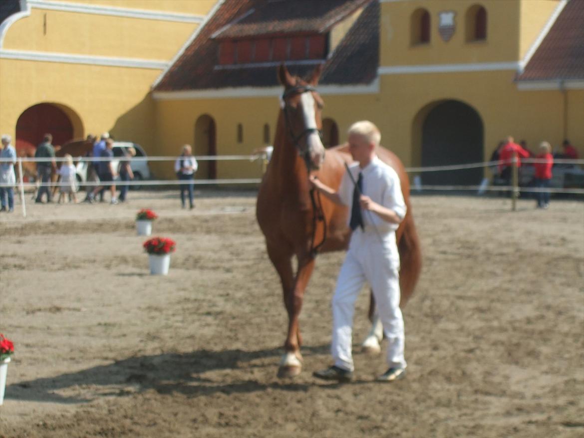 Brahetrolleborg hesteskue 2011 - 12: Martinie Hegnsbo, 14 år, frederiksborg hoppe billede 102