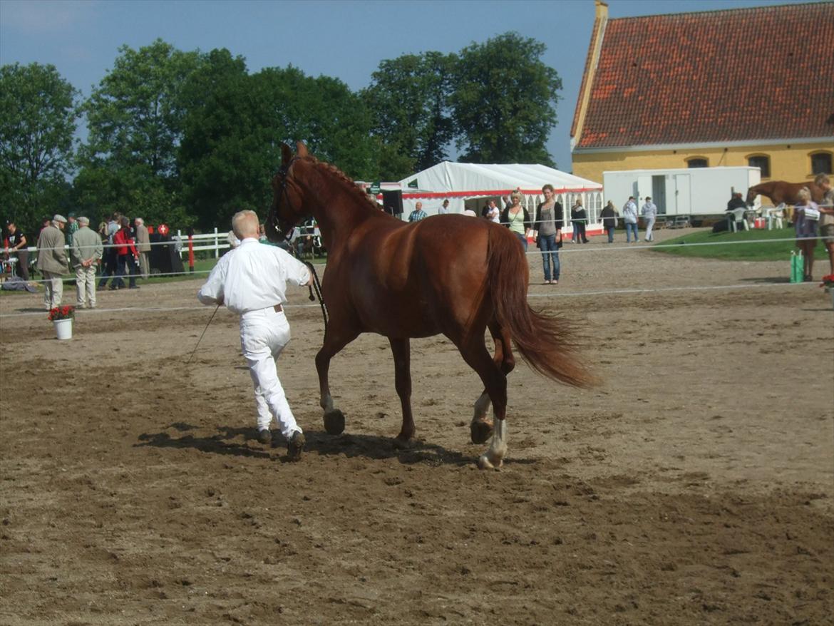 Brahetrolleborg hesteskue 2011 - 12: Martinie Hegnsbo, 14 år, frederiksborg hoppe billede 103