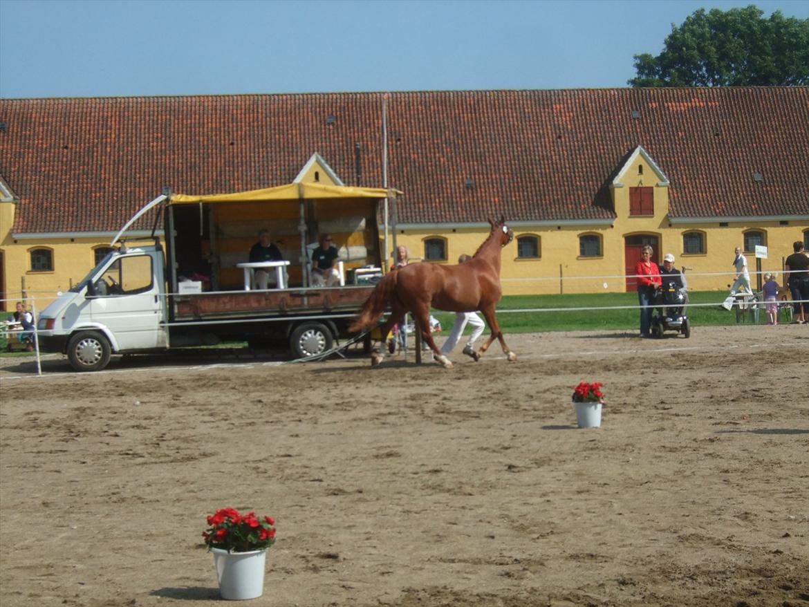 Brahetrolleborg hesteskue 2011 - 12: Martinie Hegnsbo, 14 år, frederiksborg hoppe billede 104