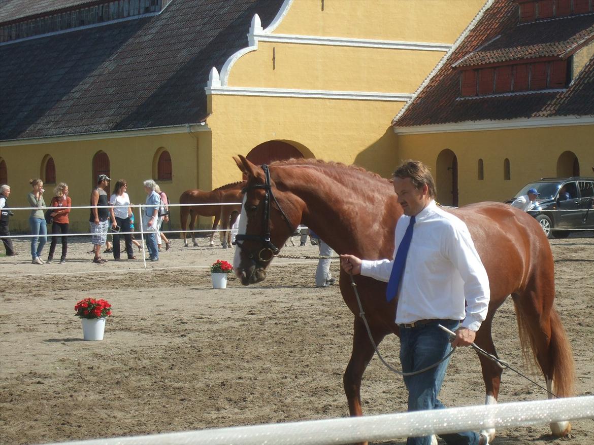 Brahetrolleborg hesteskue 2011 - 13: Barda Hegnsbo, 4 år, frederiksborg hoppe billede 105
