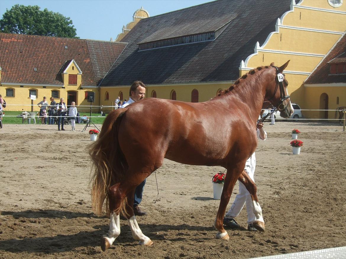 Brahetrolleborg hesteskue 2011 - 13: Barda Hegnsbo, 4 år, frederiksborg hoppe billede 106