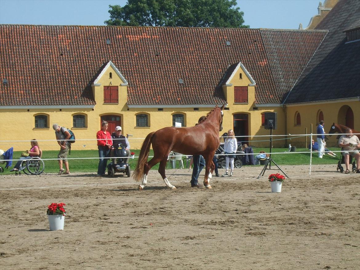 Brahetrolleborg hesteskue 2011 - 13: Barda Hegnsbo, 4 år, frederiksborg hoppe billede 107