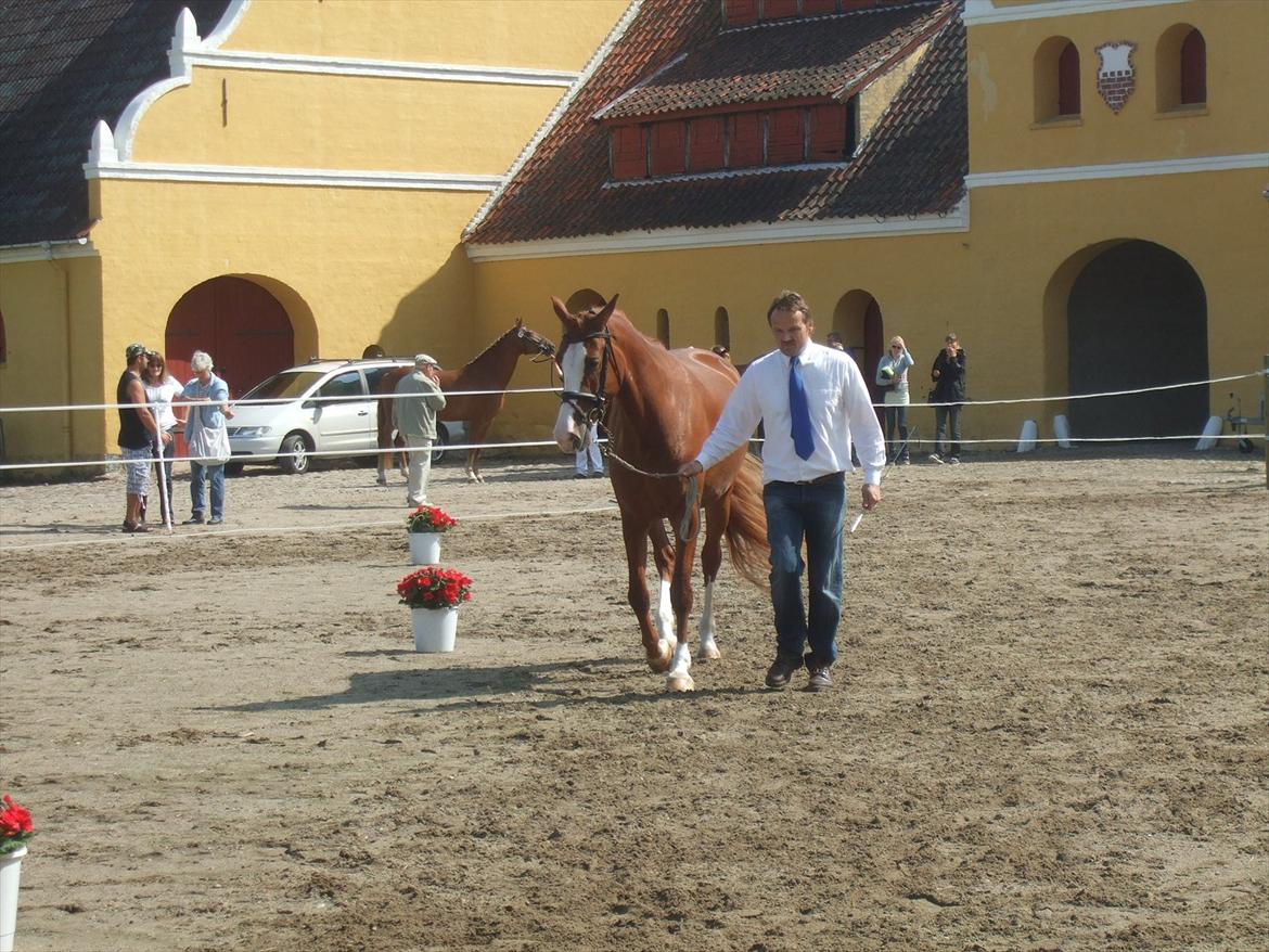 Brahetrolleborg hesteskue 2011 - 13: Barda Hegnsbo, 4 år, frederiksborg hoppe billede 108