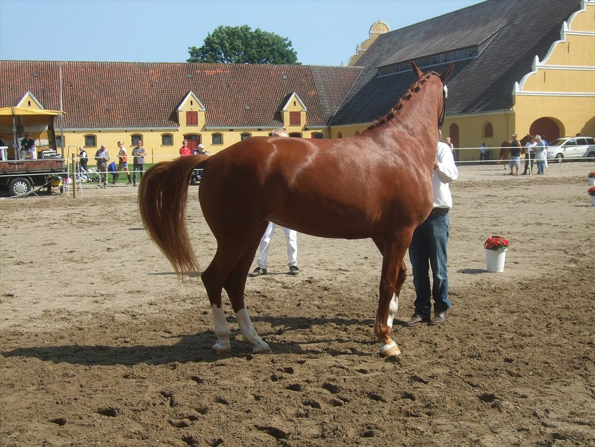 Brahetrolleborg hesteskue 2011 - 13: Barda Hegnsbo, 4 år, frederiksborg hoppe billede 109