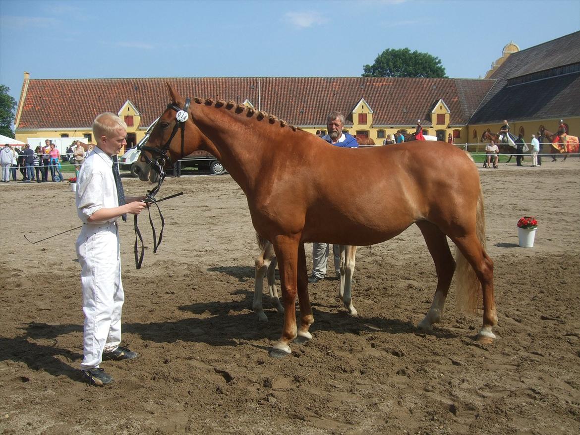 Brahetrolleborg hesteskue 2011 - 14: Engkildegårds Felia, 12 år, frederiksborg hoppe billede 110