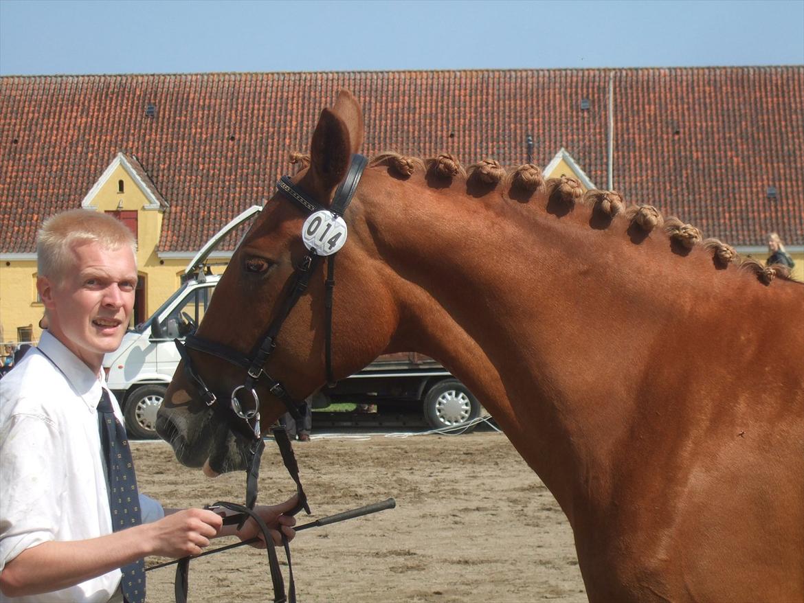 Brahetrolleborg hesteskue 2011 - 14: Engkildegårds Felia, 12 år, frederiksborg hoppe billede 111