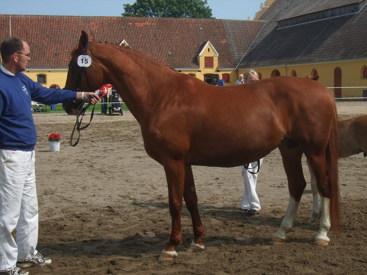Brahetrolleborg hesteskue 2011 - 15: Raschs Athena, 12 år, frederiksborg hoppe billede 112