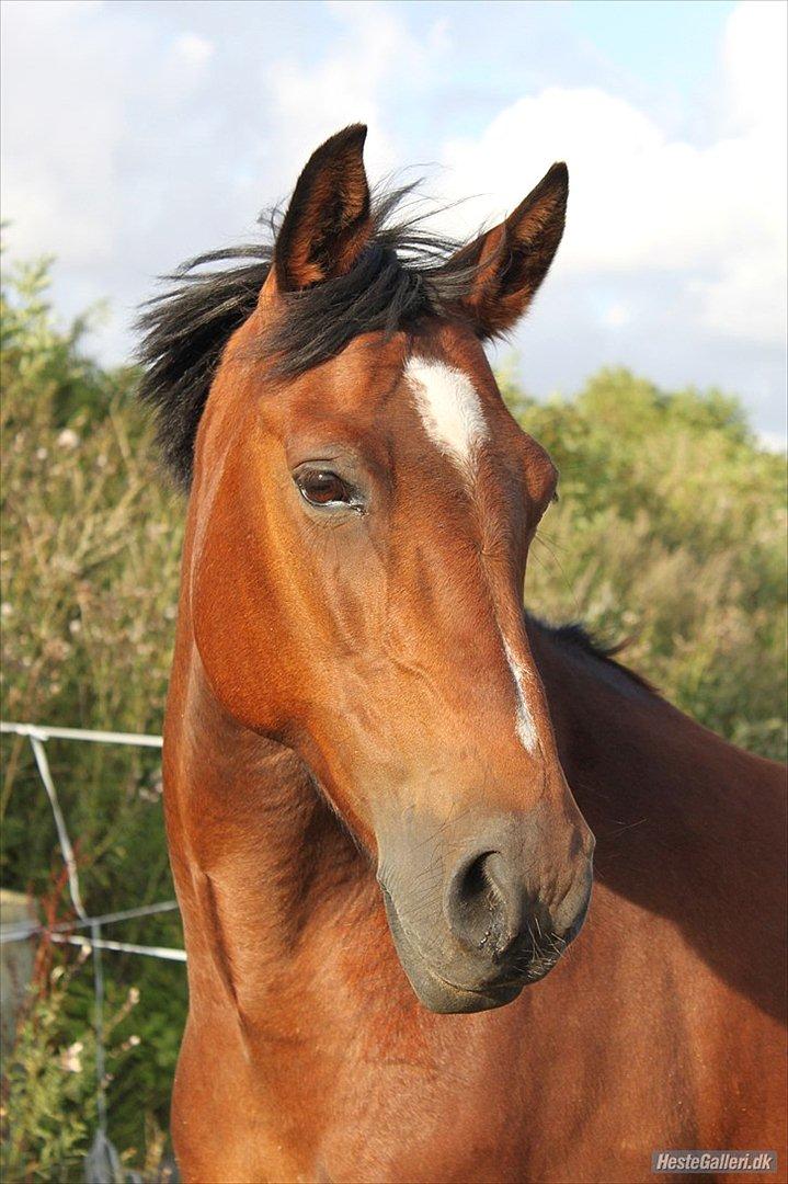 Tegninger :D   - Original billede :) - Happy Fighter billede 279