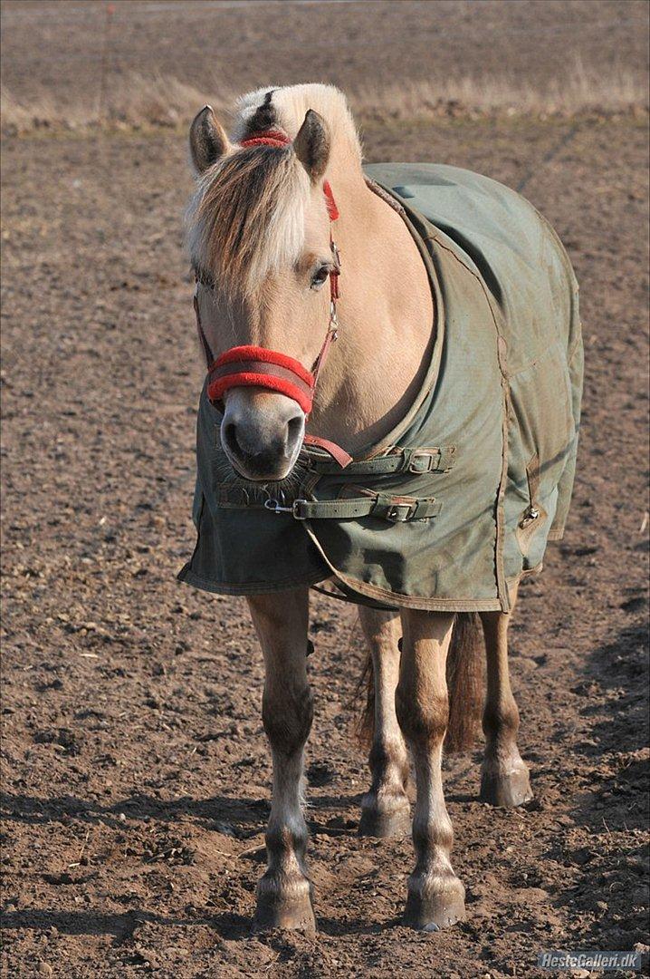 Tegninger :D   - Original billede :) - Candis  billede 277