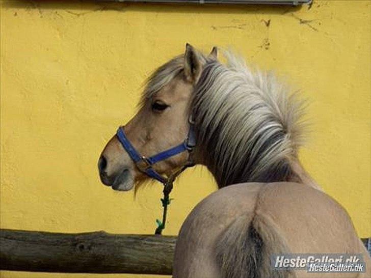 Tegninger :D   - Original billede :) - Chila billede 271