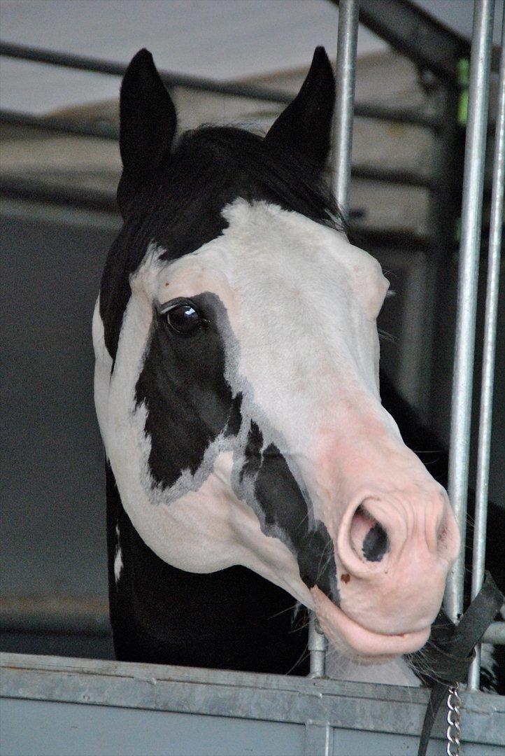 Billeder af heste - Roskilde dyreskue 2011. Colonel C. Paint horse  billede 26