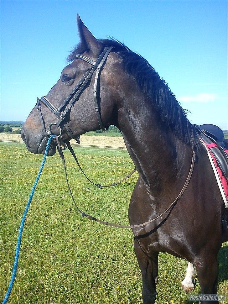 Tegninger :D   - Original billede :) - Hesten Bianca  billede 265